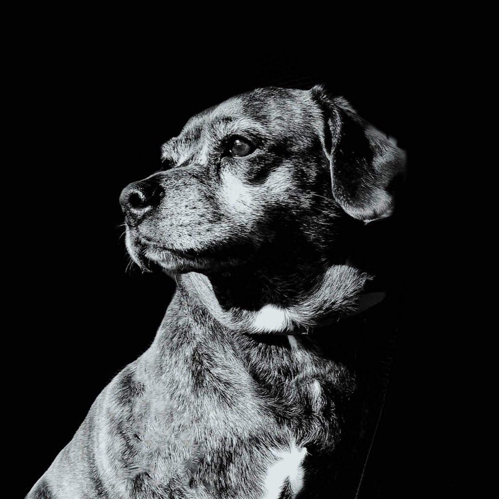 Avatar of Ari