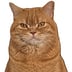Avatar of Ross C.