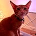 Avatar of Marcie R.