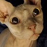 Avatar of Ashlee Duca