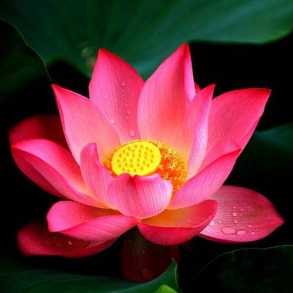 Avatar of Hạnh H.