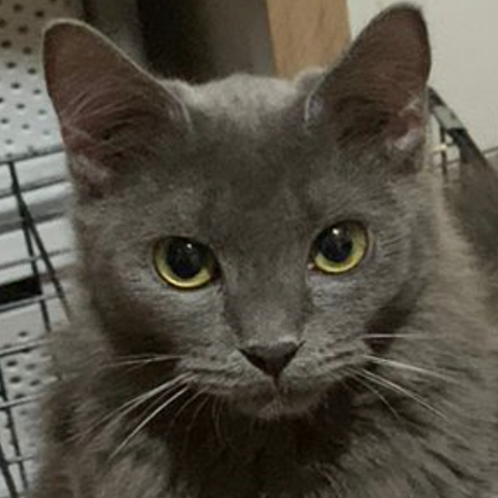 Avatar of Lulu N.