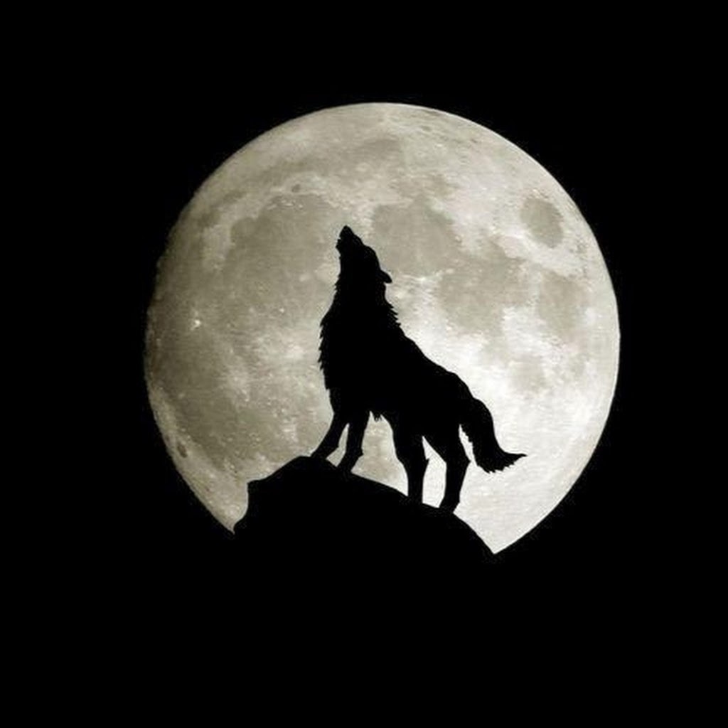 Avatar of Harshit S.