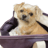 dog-banana