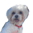 dog-oscar