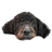 dog-ranger